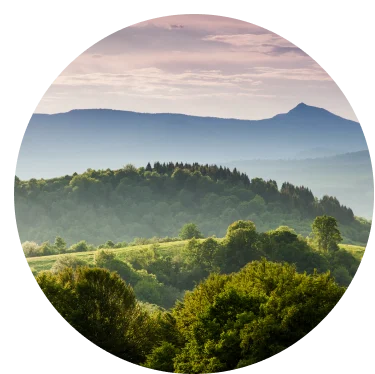 A forest of green trees and an outline of a mountain in the distance. There are clouds in the sky.