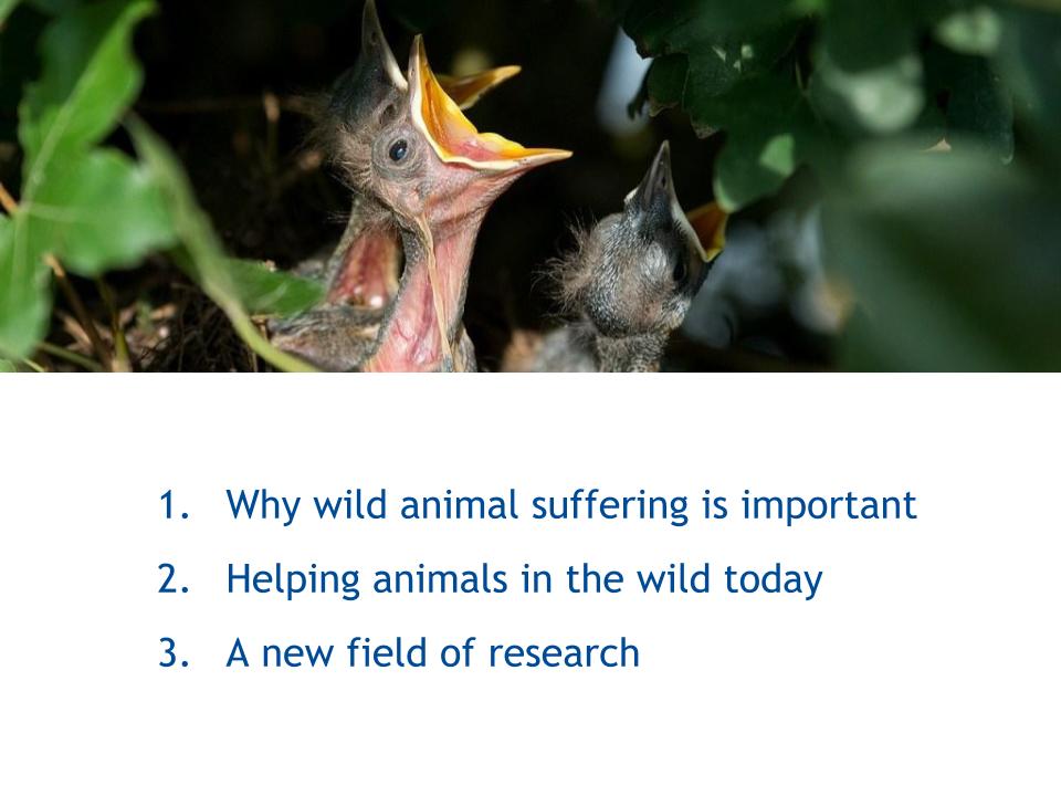 Oscar Horta: Promoting Welfare Biology as the Study of Wild Animal  Suffering - EA Forum