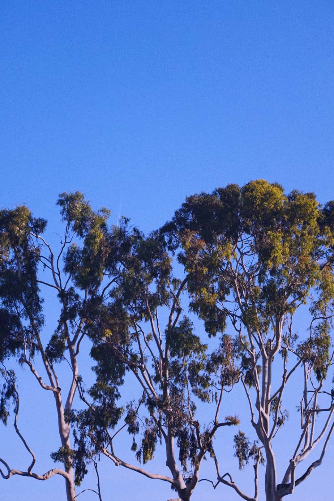 04232020-morning phase-post - 4