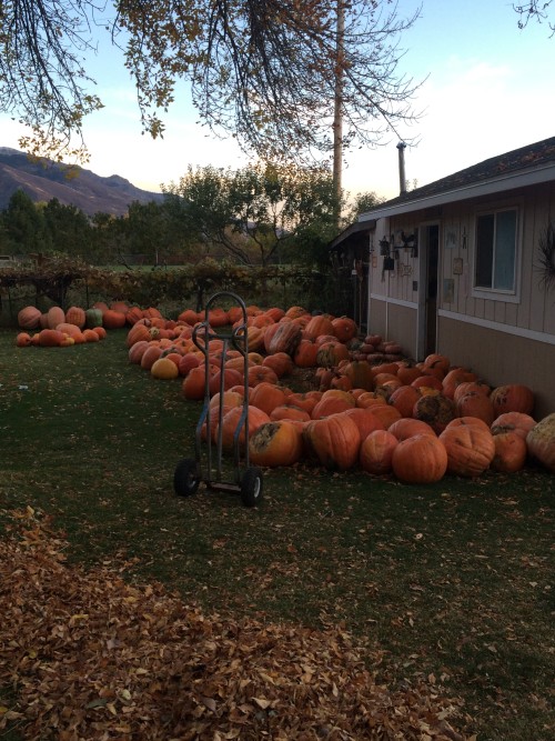 Utah Pumpkins 2017