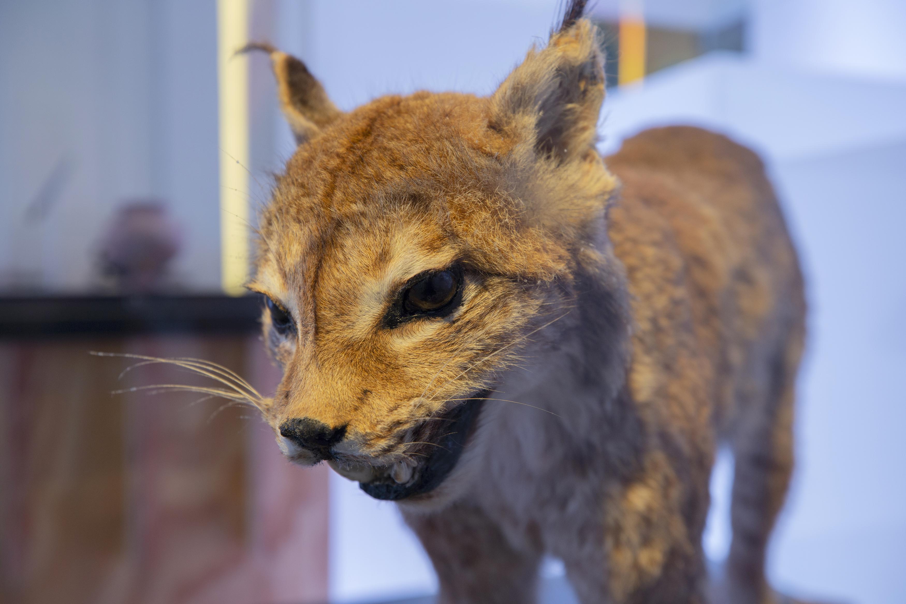 North Macedonia: Opportunities in Travel, Trade, and Investment | World