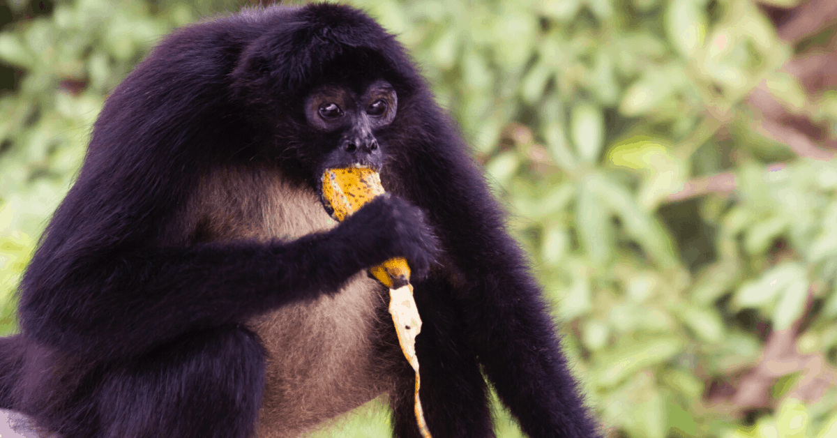 <figcaption>Margarita the spider monkey. <em>Image credit: Las Lagunas Boutique Hotel</em></figcaption>