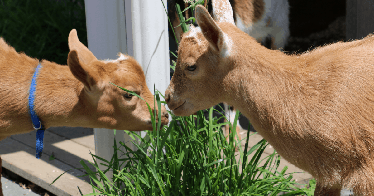 <figcaption>Gurney's goats.<em> Image credit: Gurney’s Resorts</em></figcaption>