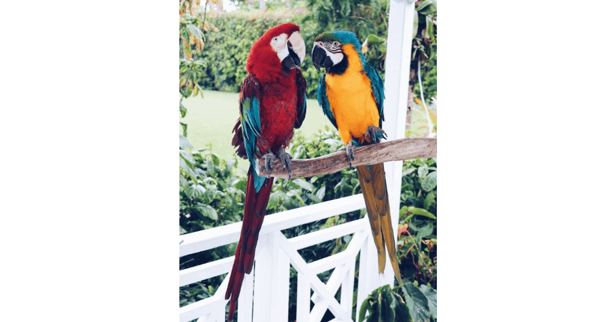 <figcaption>Macaw parrots Sunshine and Chance.<em> Image credit: The Palms Hotel & Spa</em></figcaption>