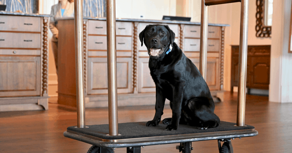 <figcaption>Ranger in the hotel lobby. <em>Image credit: The Henderson Beach & Spa Resort</em></figcaption>