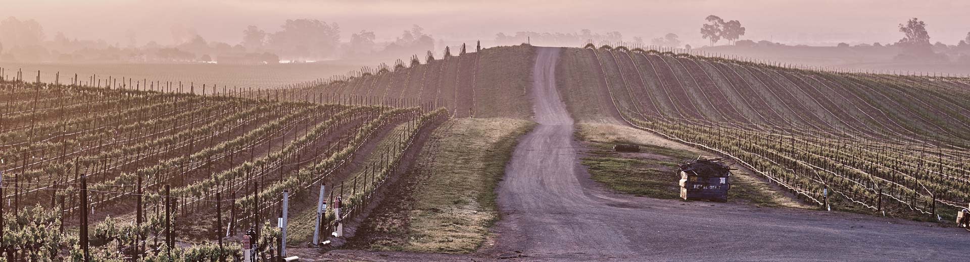 The rolling vineyards of Napa in the evening light.