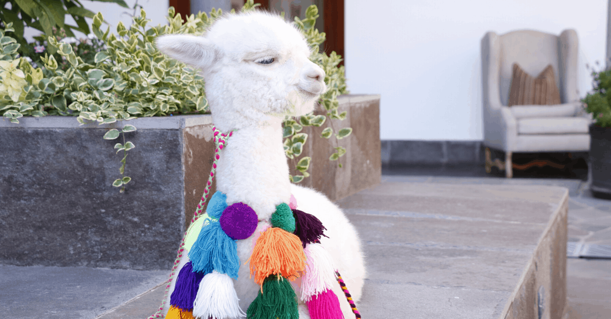 <figcaption>Panchita the alpaca. Image credit: <em>JW Marriott</em></figcaption>