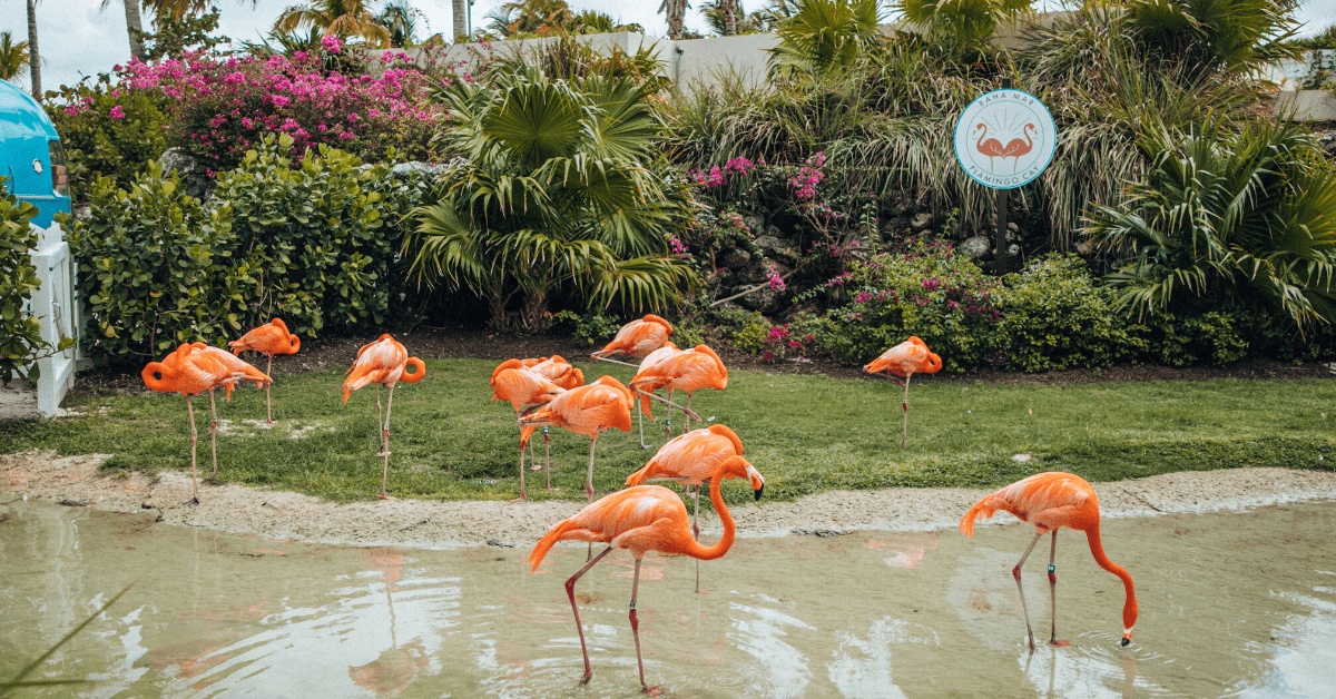<figcaption>The flamingo flock at the Grand Hyatt Baha Mar.<em> Image credit: Julianna Vezza</em></figcaption>