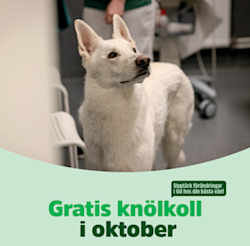 Knölkoll