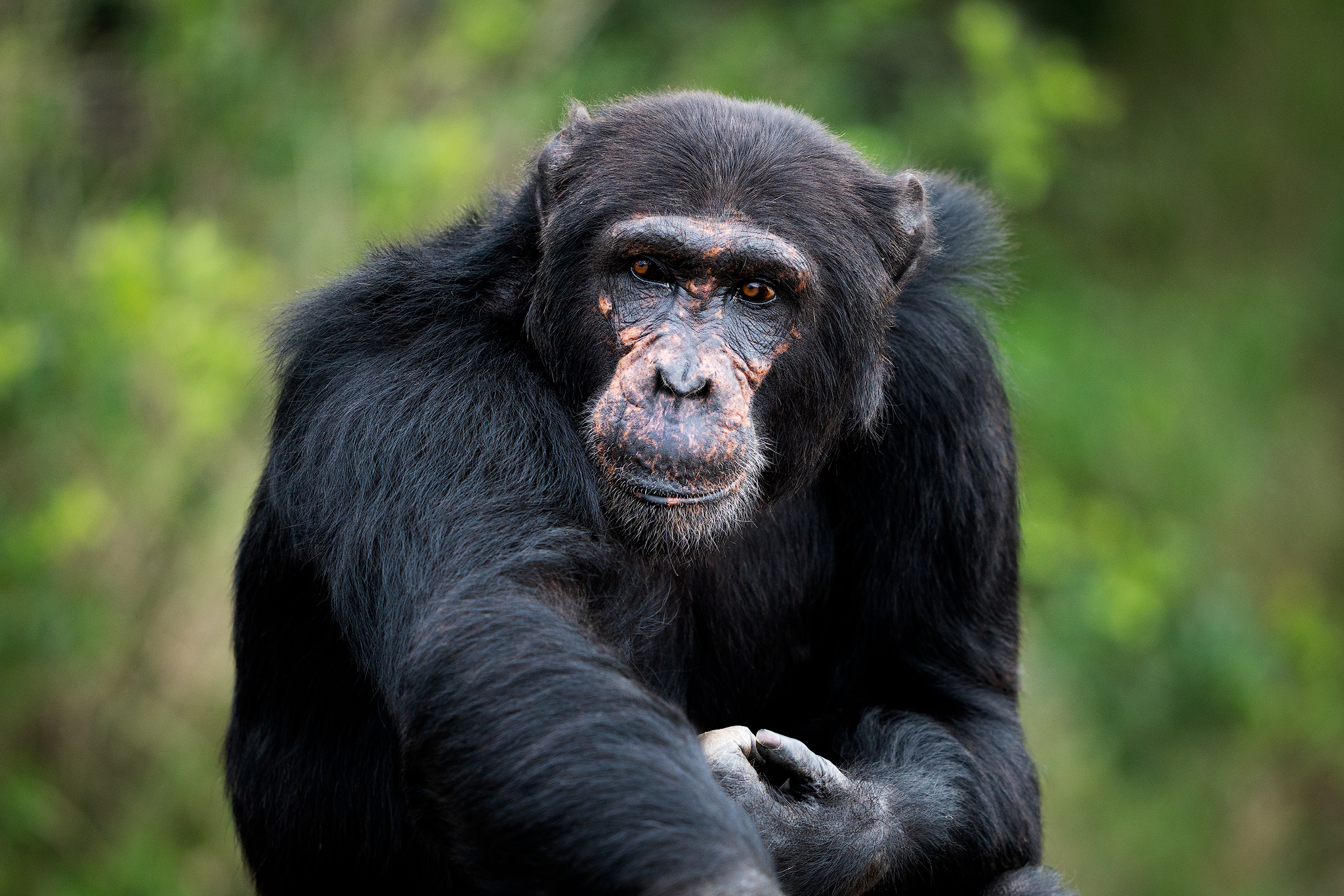 Chimpanzee ol Pejeta