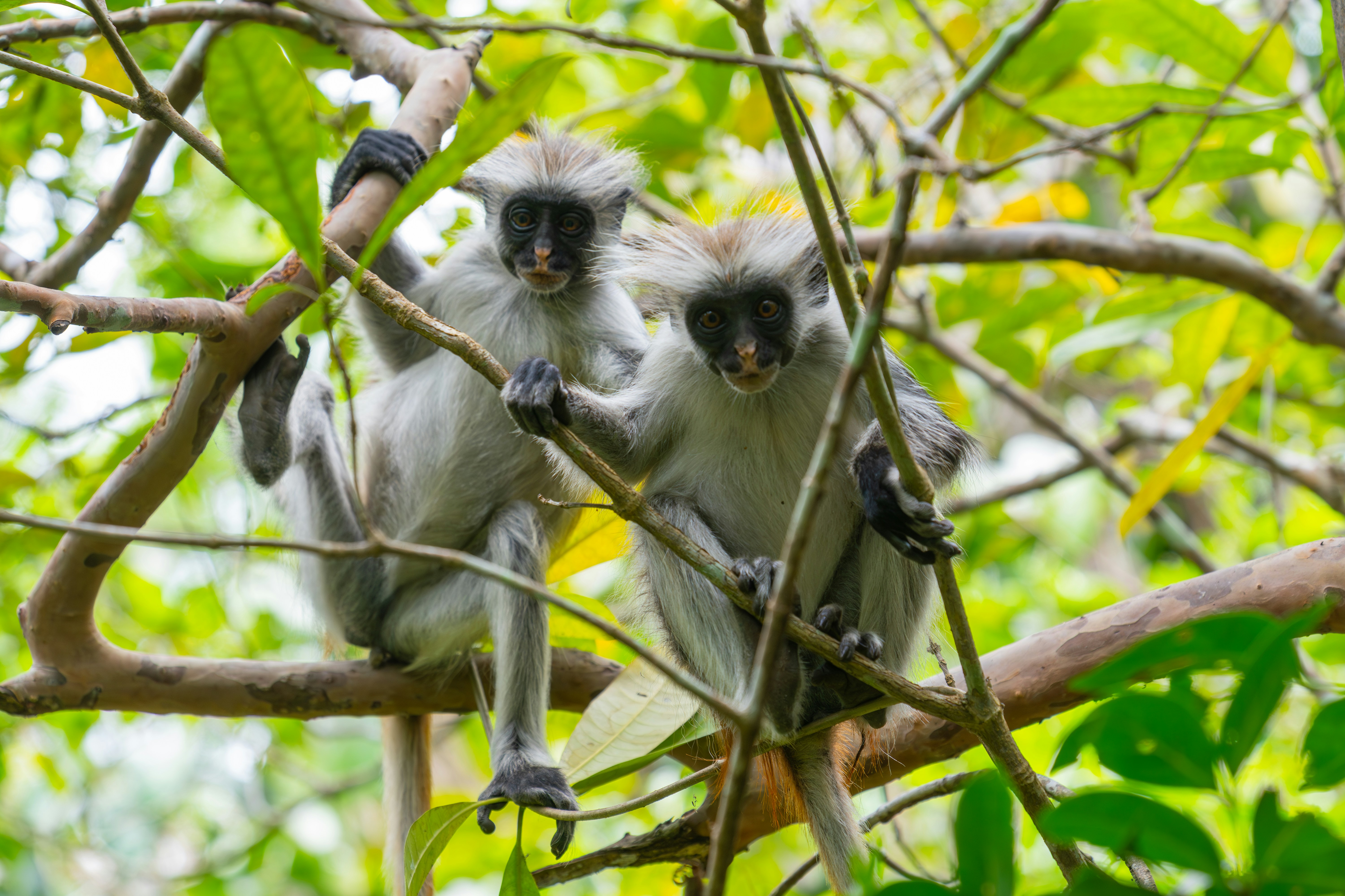 aron-marinelli-u0EyU5NzmIM-unsplash