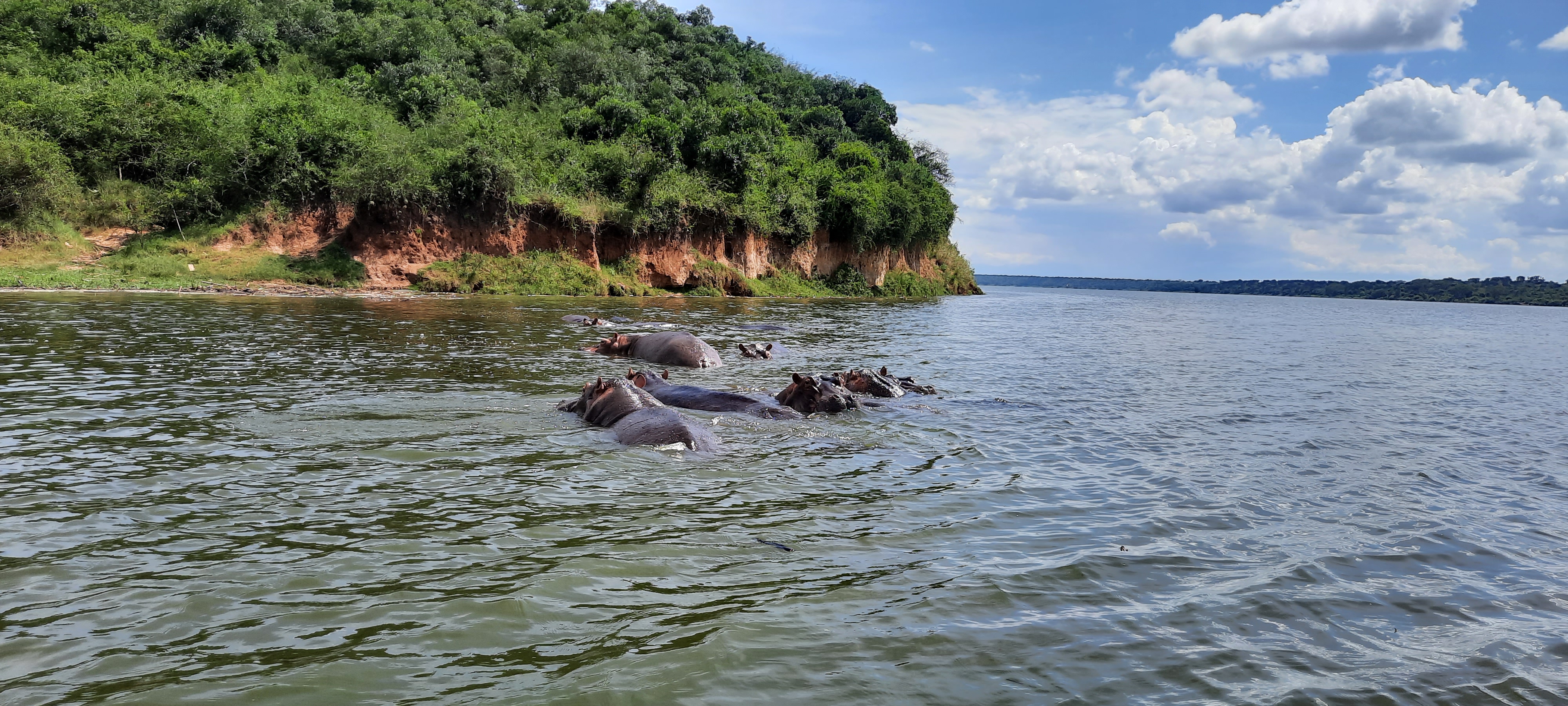 Kazinga Channel Hippos