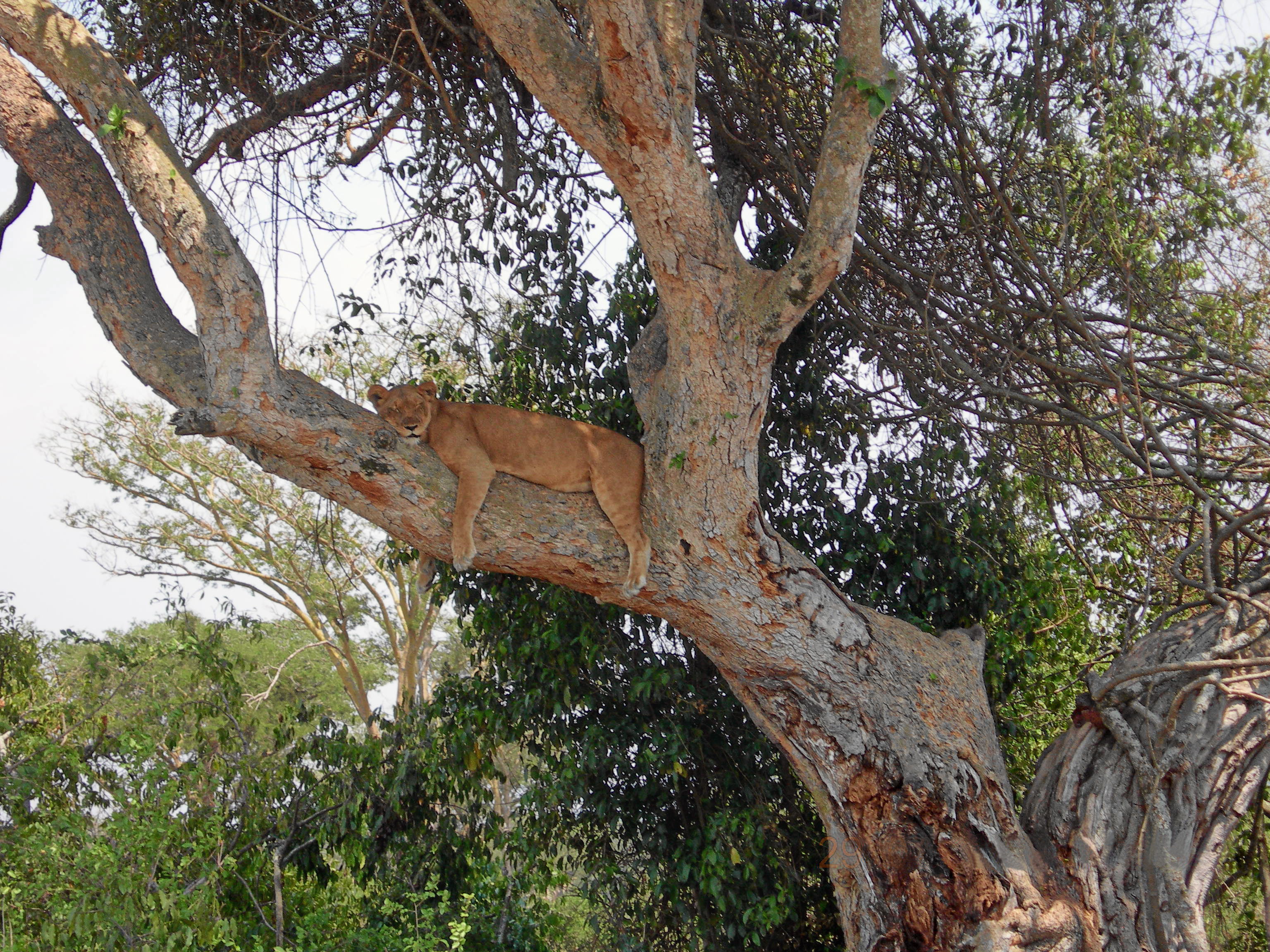 Tree climbing lion