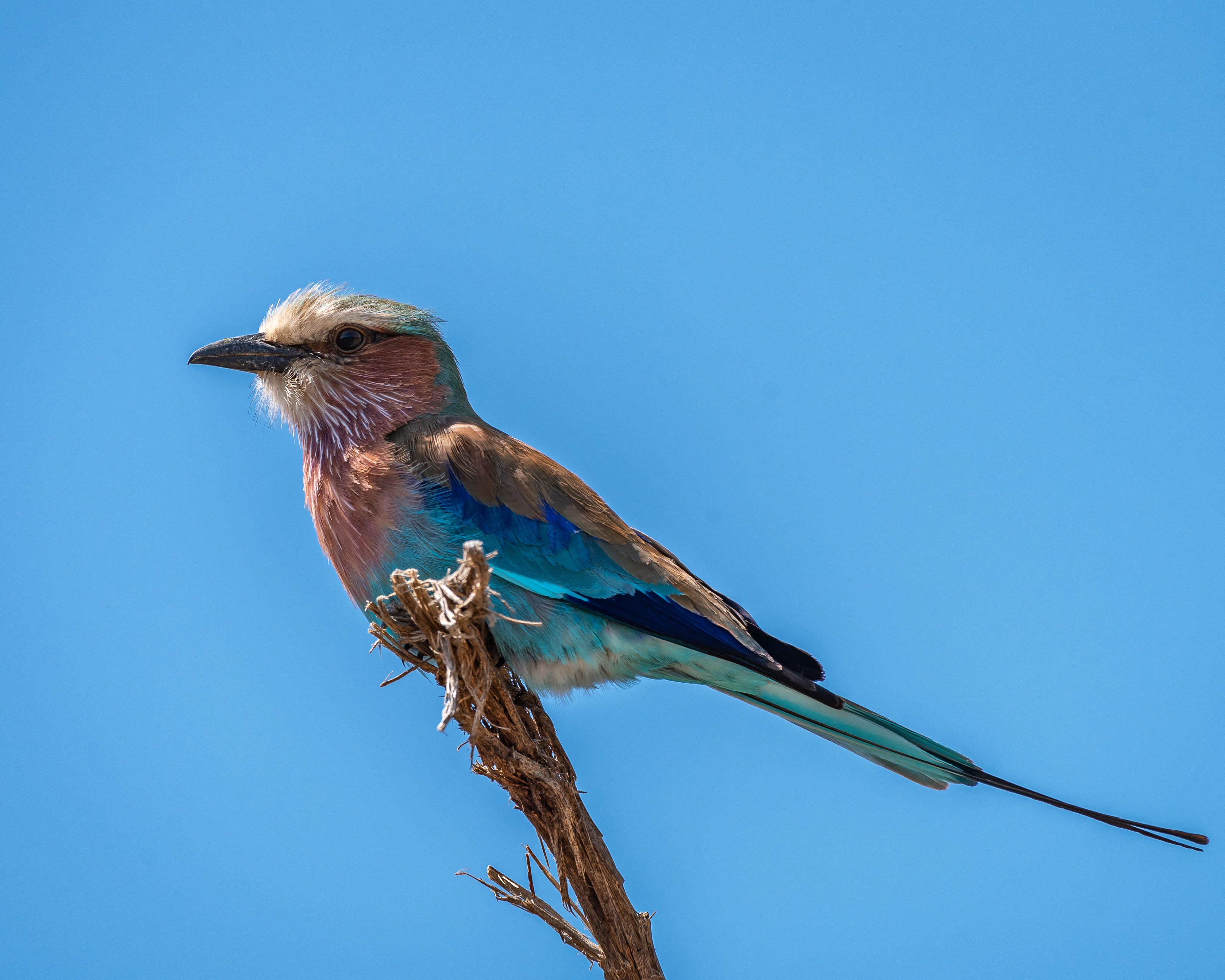 Ol Pejeta Lilac-breasted Roller 