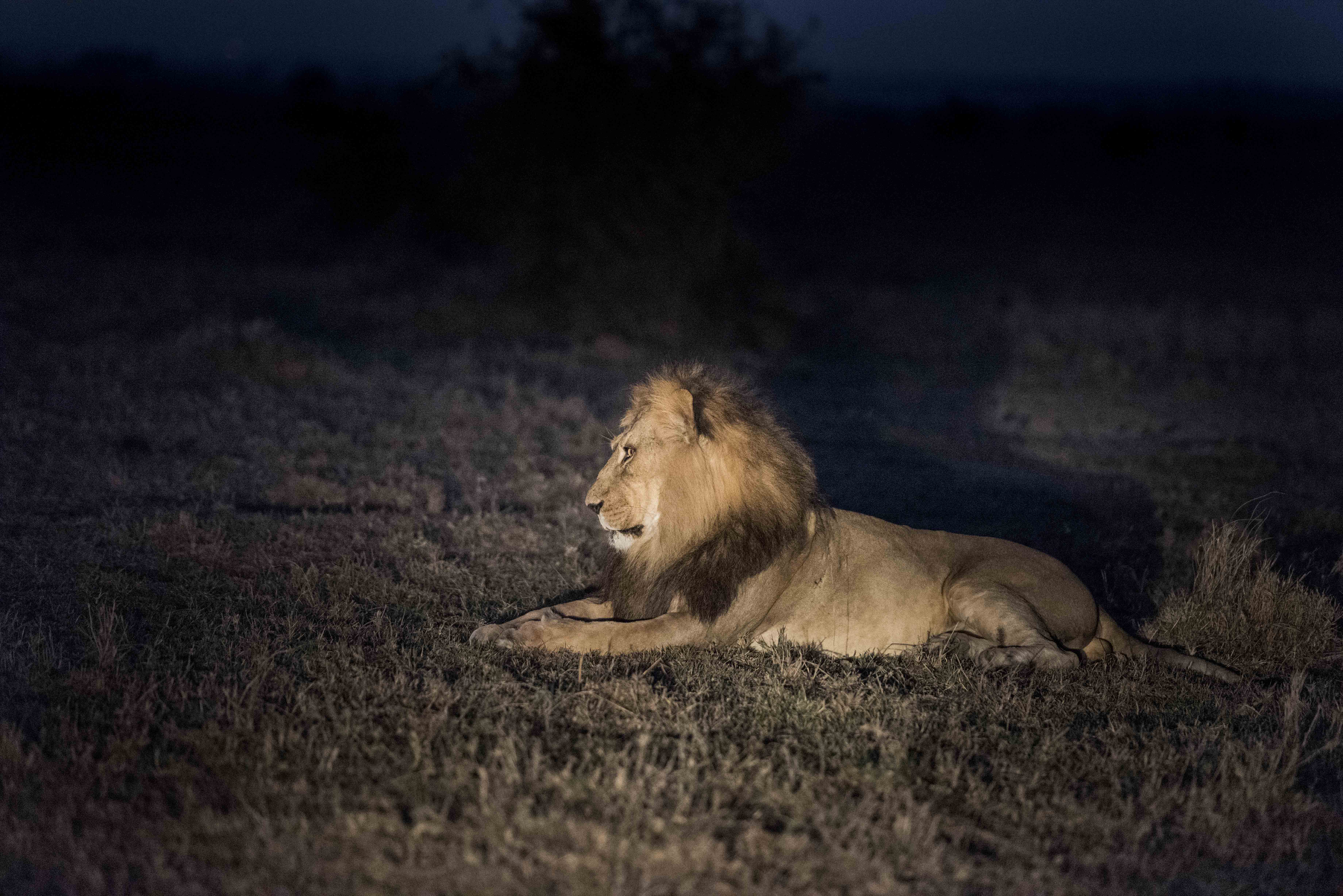 Night game drive ol Pejeta