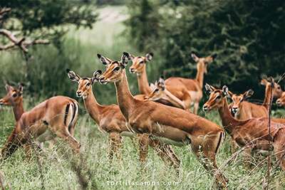 wildlife-in-lake-manyara-national-park