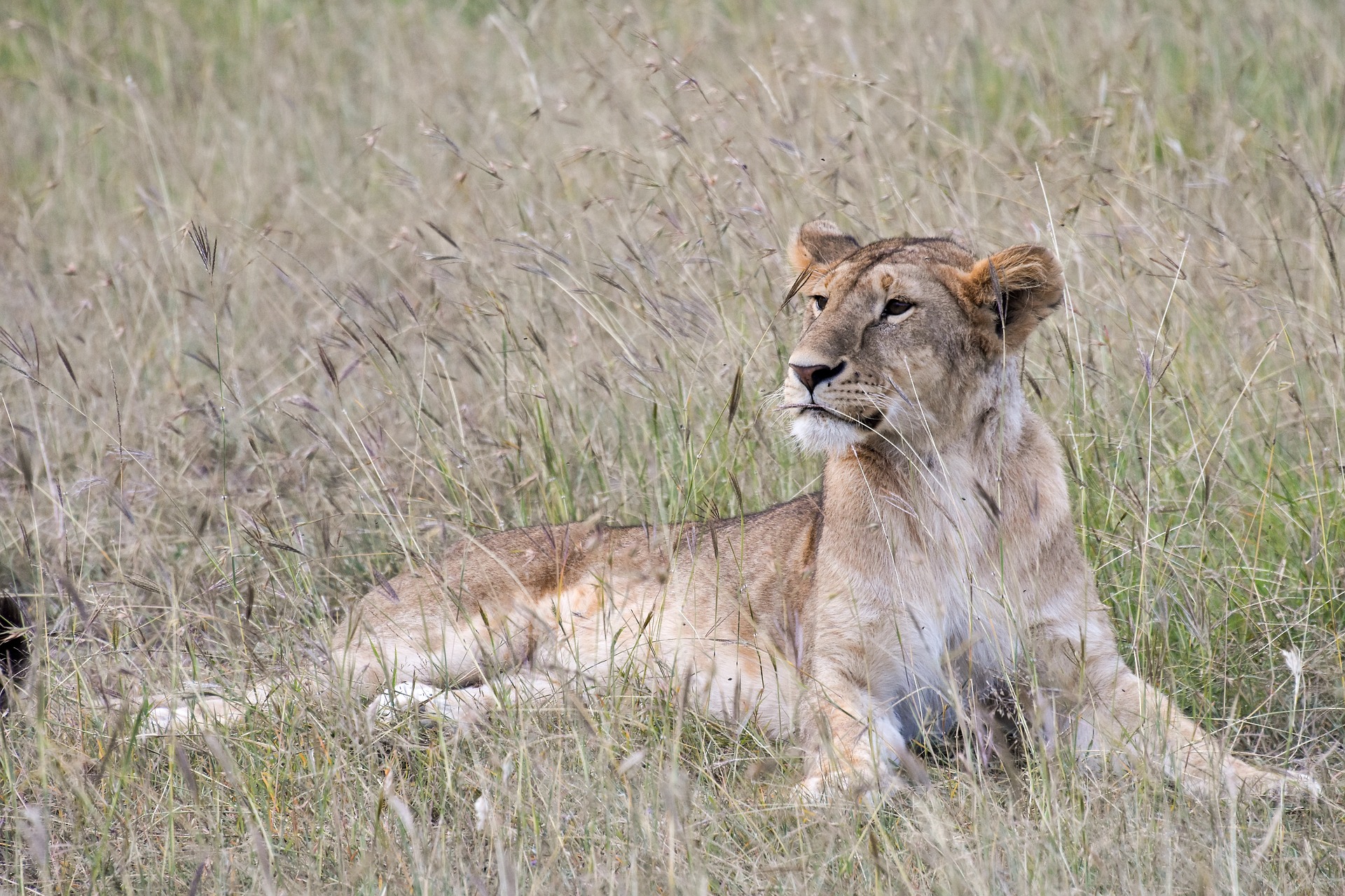 Lioness, Serengeti National Park