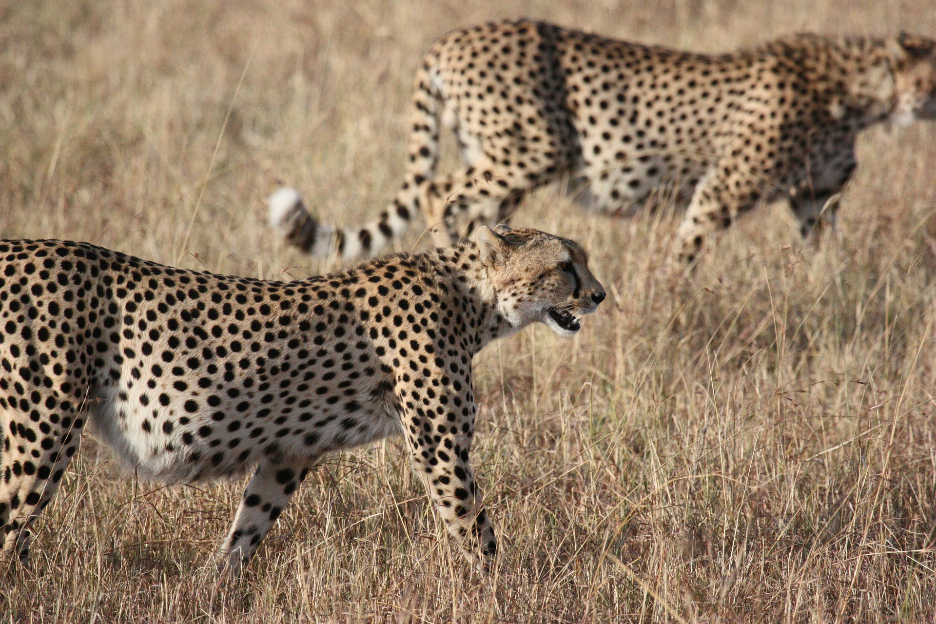 Cheetahs, Serengeti National Park