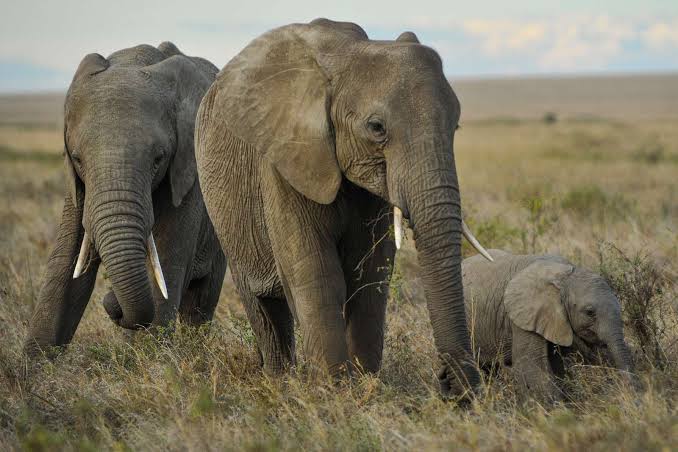 Elephants Serengeti 