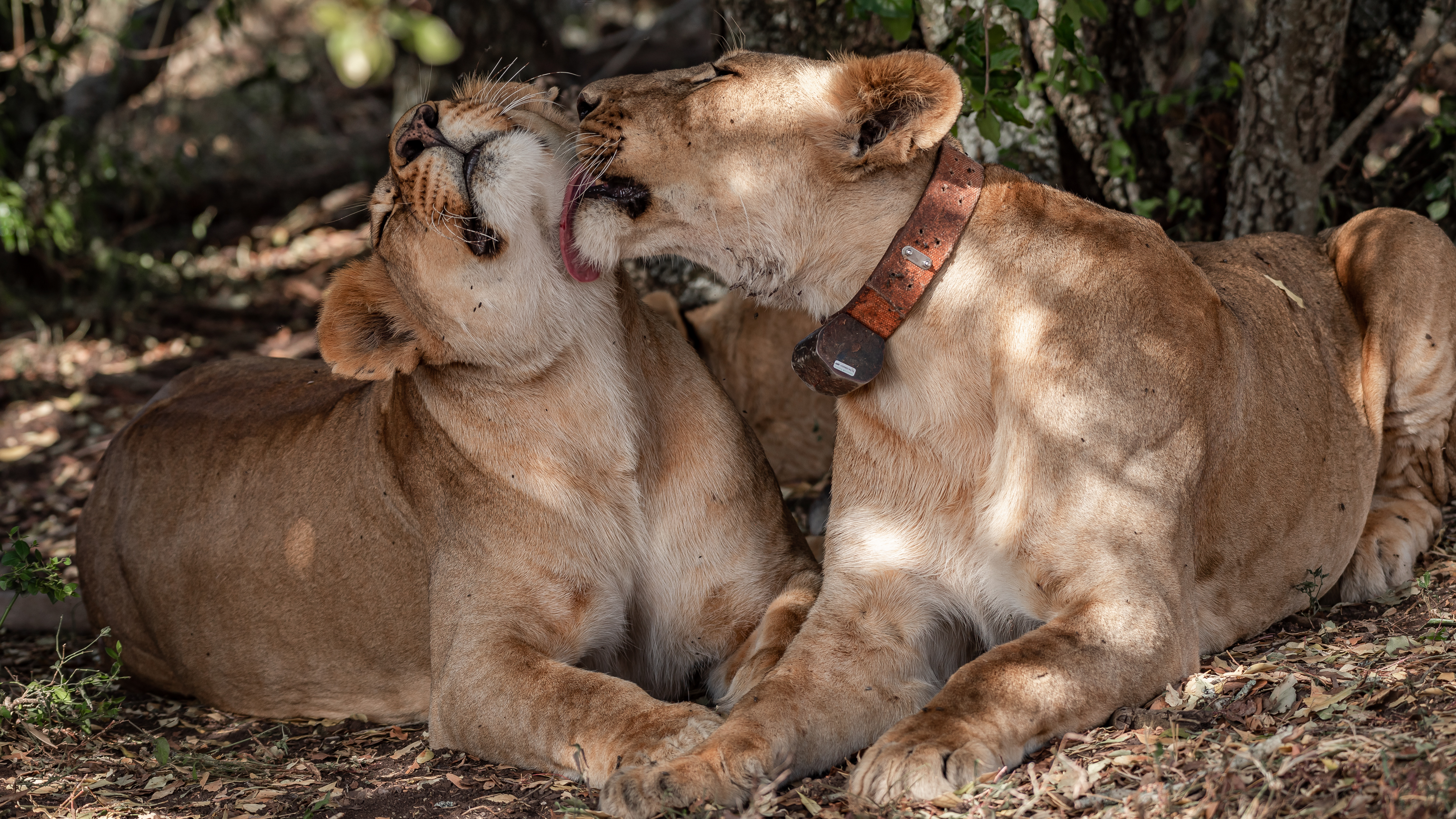 Ol Pejeta lion 