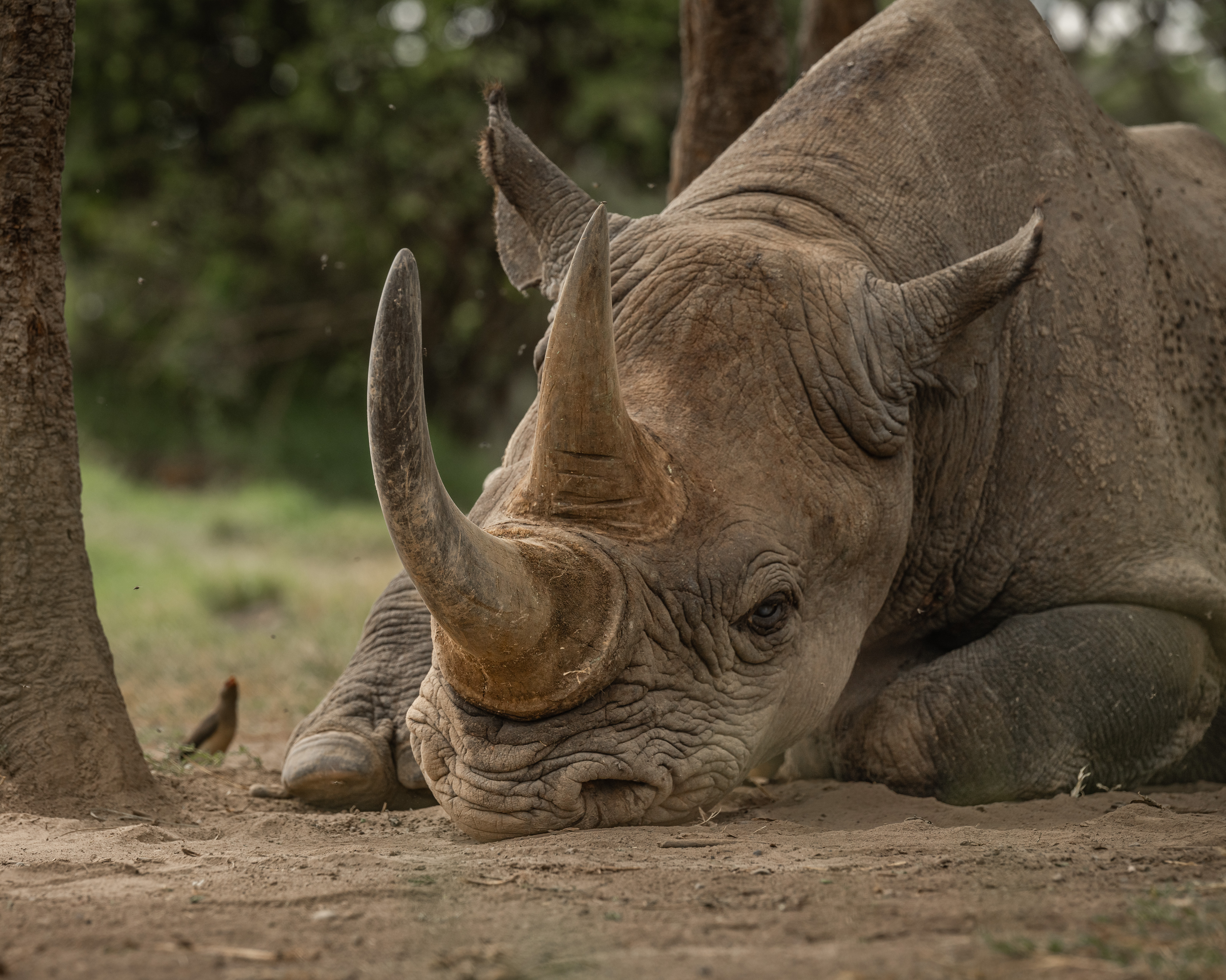 Ol Pejeta Rhino