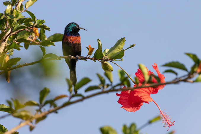 Sunbird