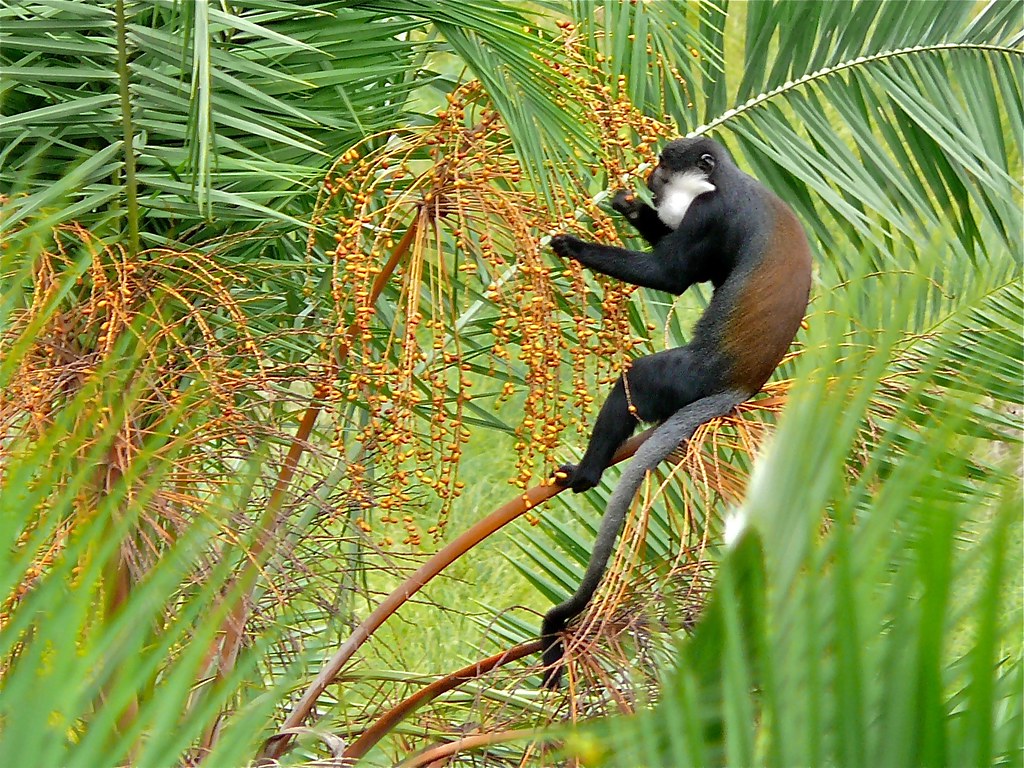 L’hoest Bigodi Swamp