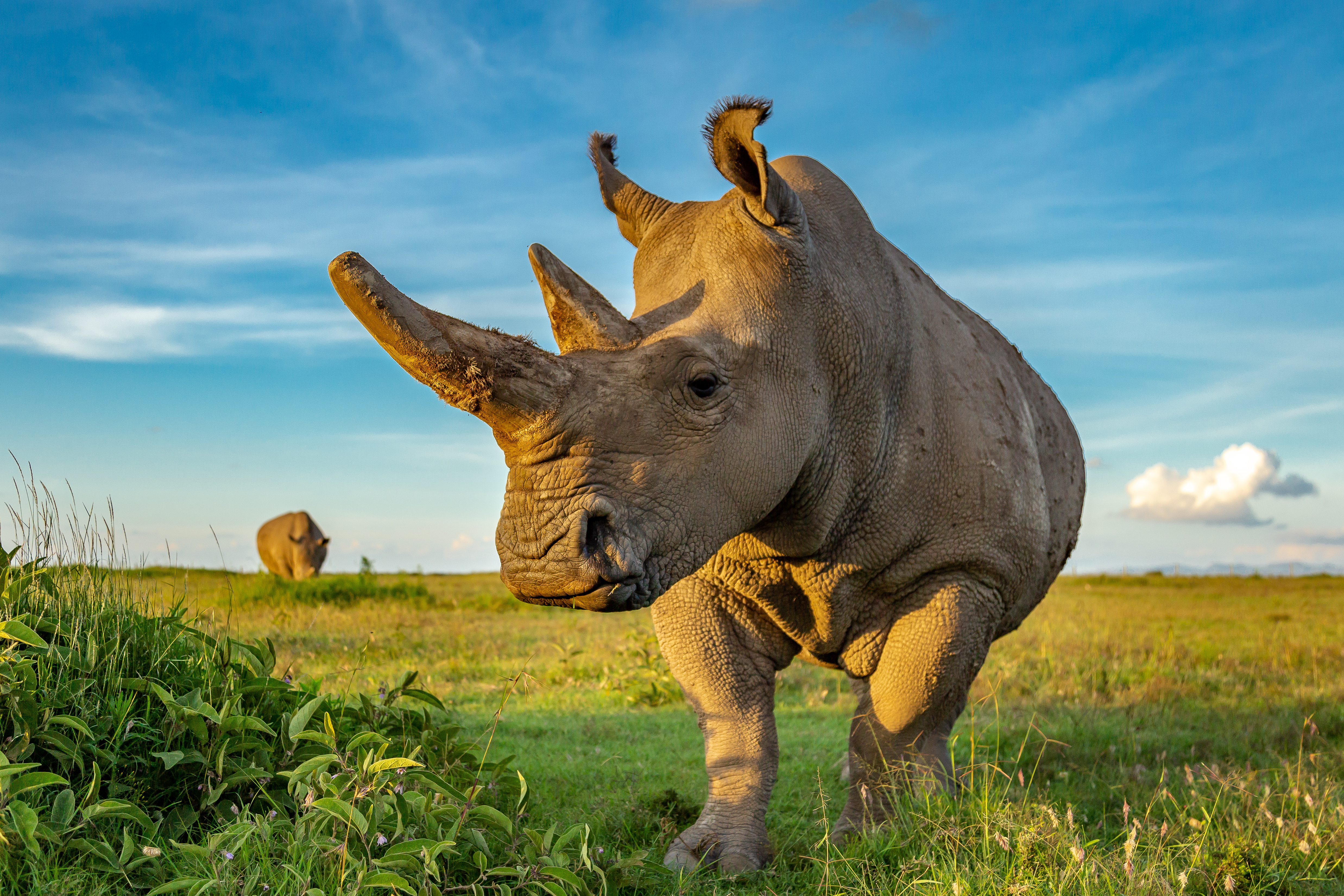 Ol Pejeta rhino