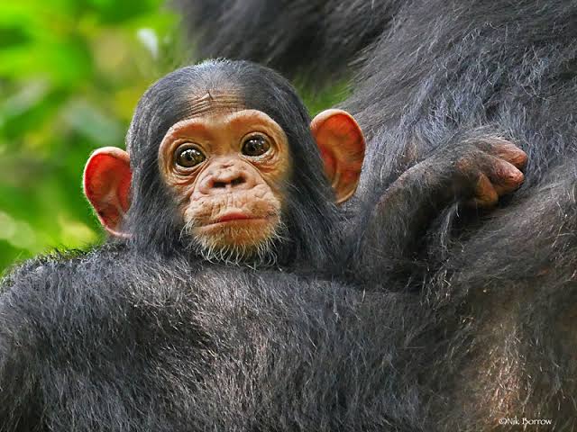 Chimpanzee 