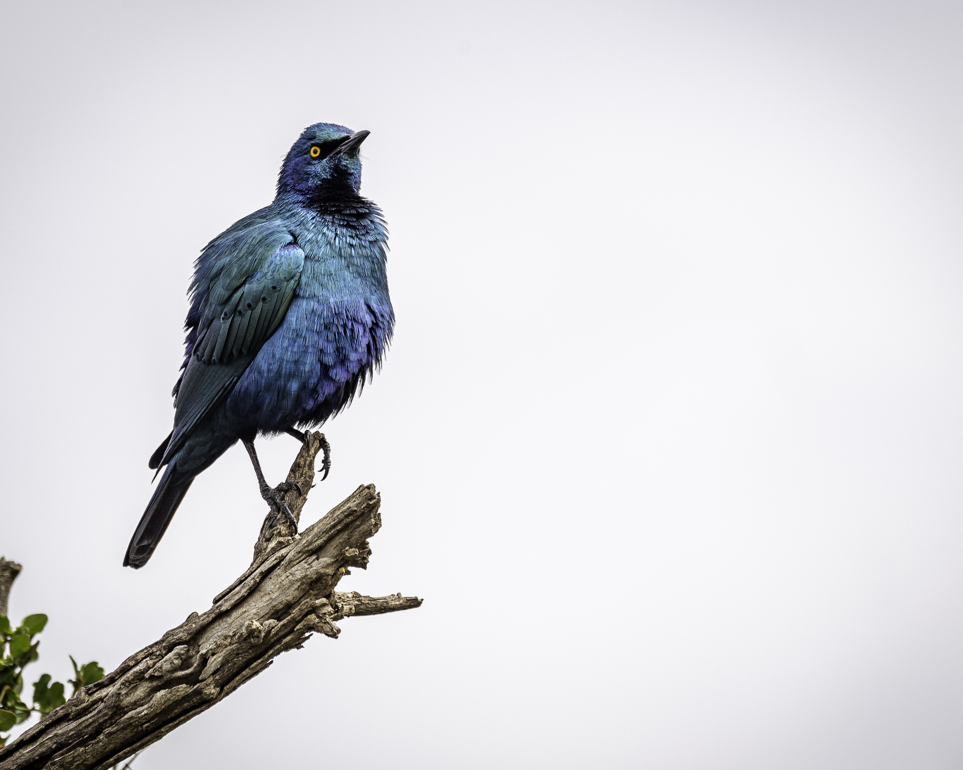 Ol Pejeta starling