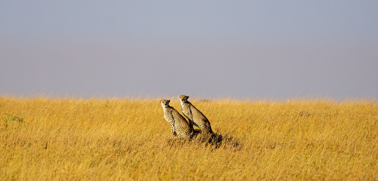 Cheetahs Serengeti 