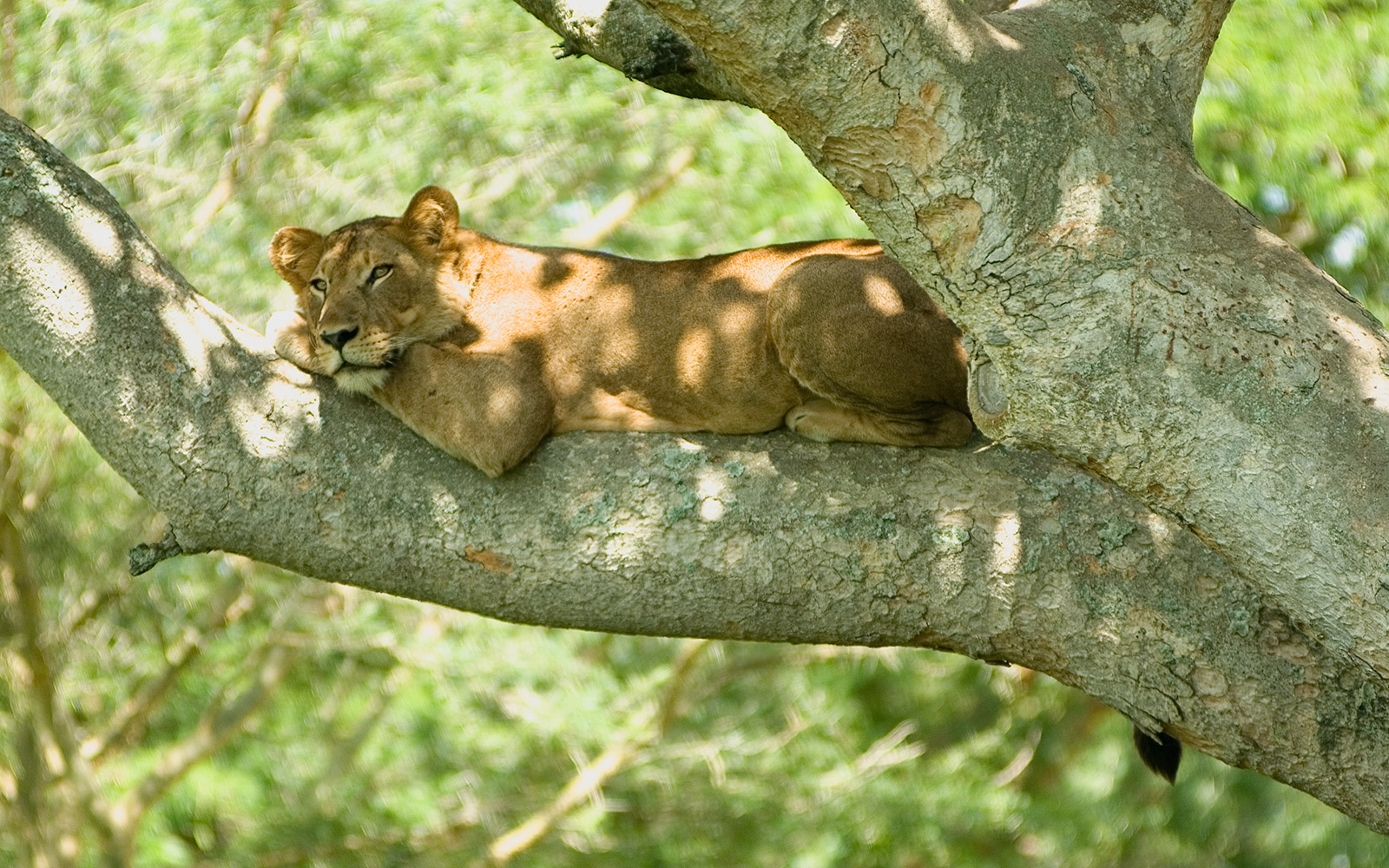 Tree climbing lion