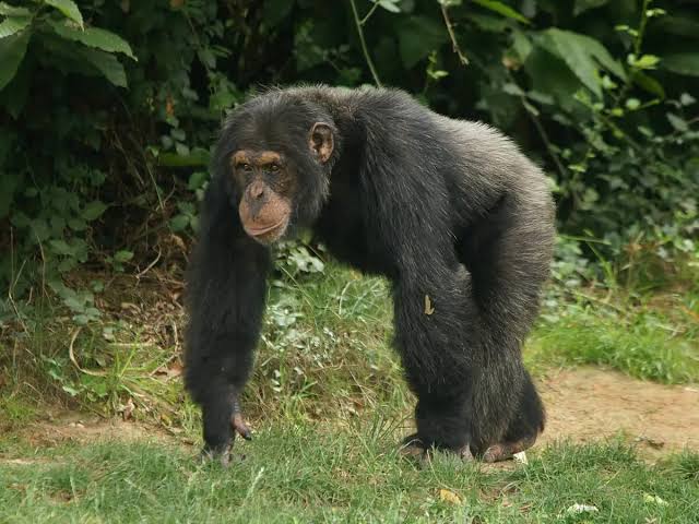 Chimpanzee 