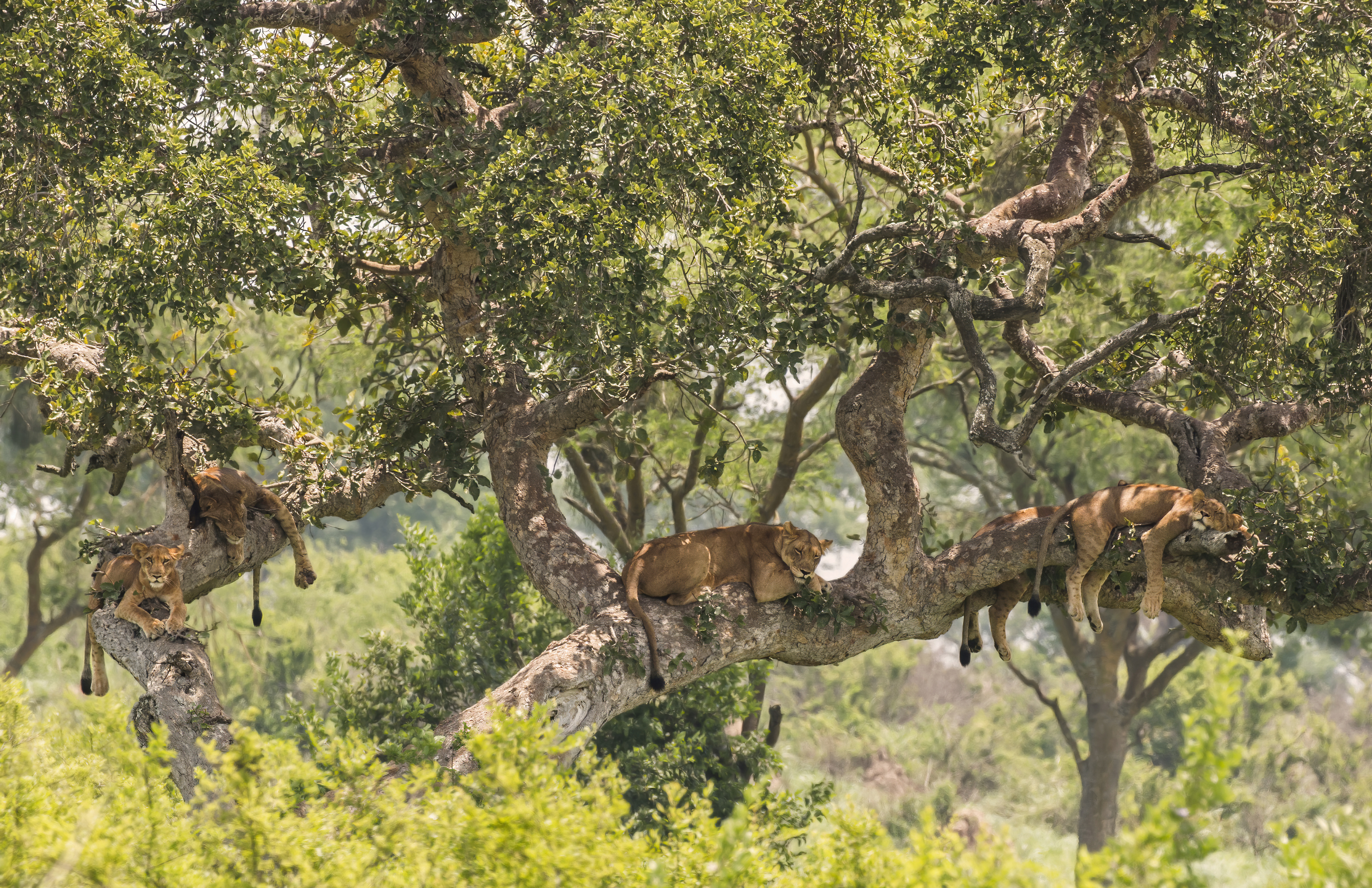 Tree climbing lion