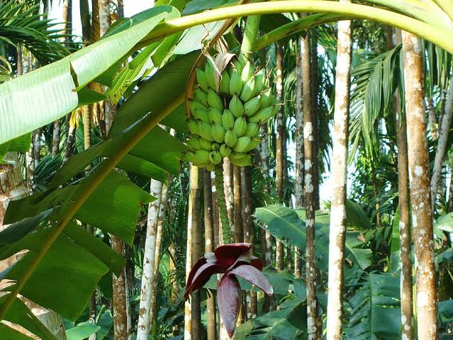 Banana Plantation 