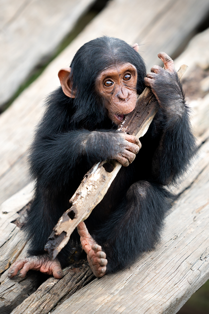 Chimpanzee ol Pejeta