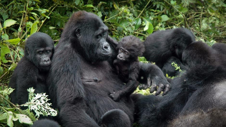 Gorillas in Bwindi Impenetrable National Park Uganda