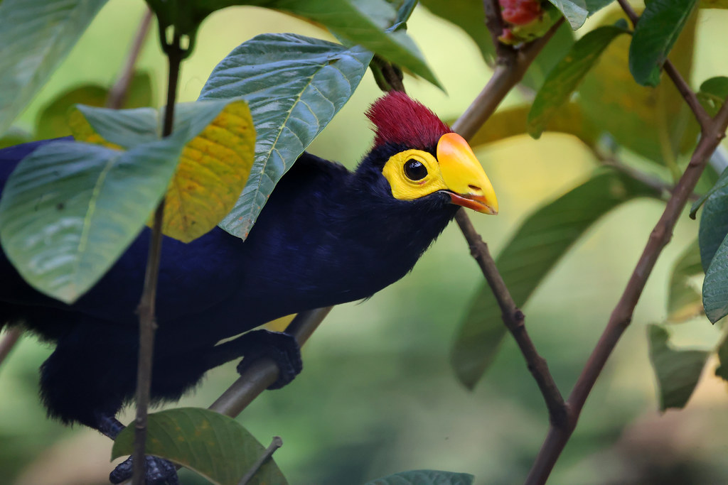 Ross’s turaco