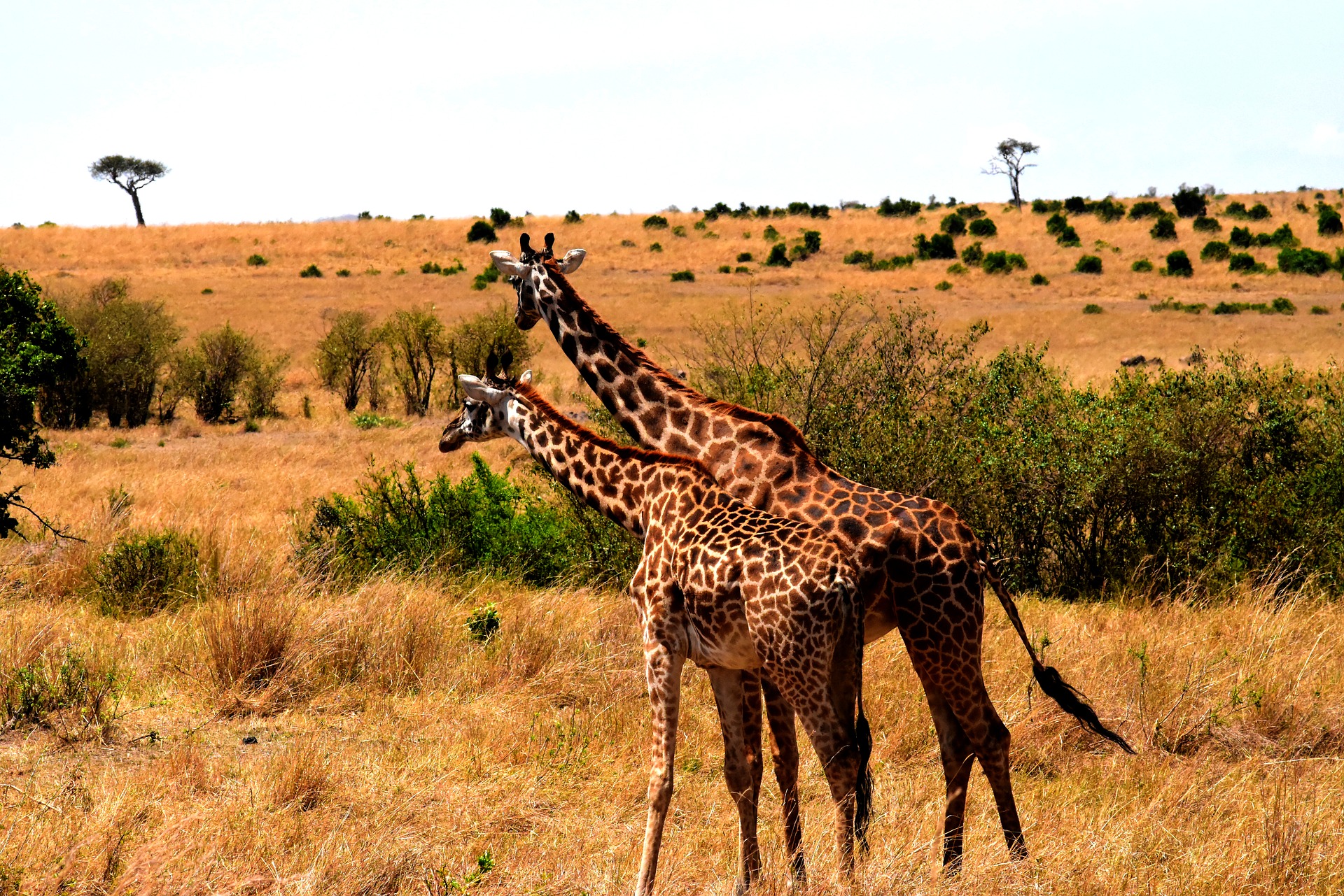 Giraffes, Serengeti National Park