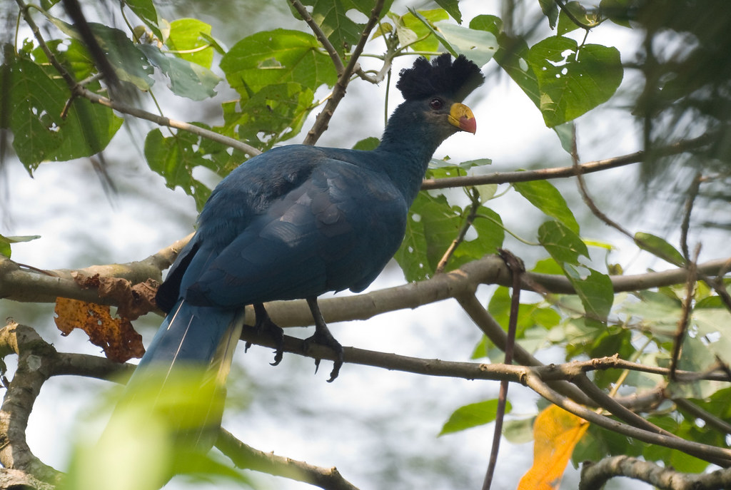 Bigodi swamp turaco