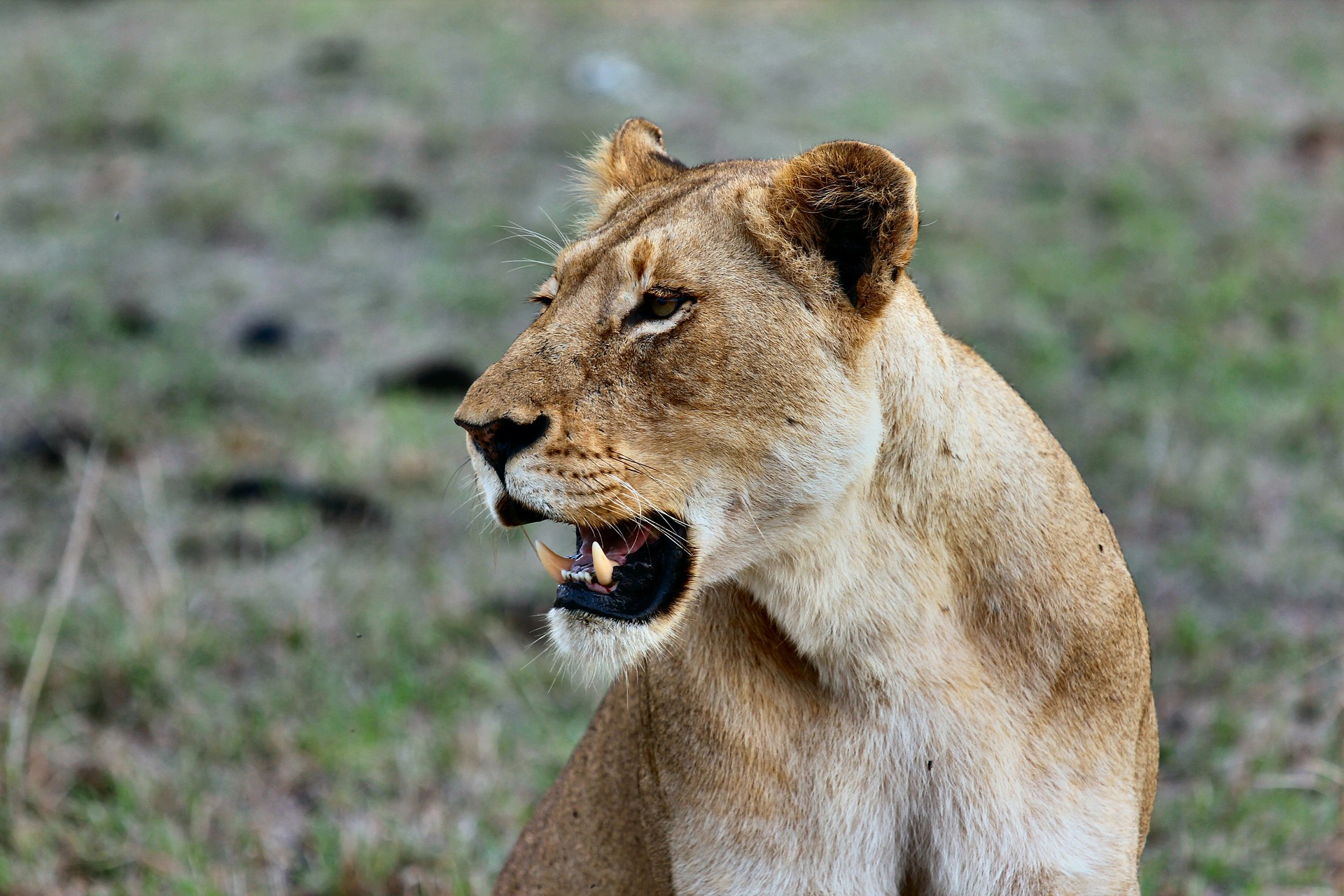 Lioness, Serengeti National Park