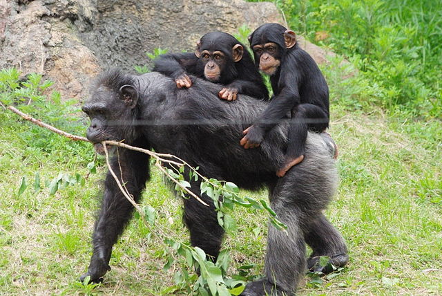 mahale-Chimps-2-