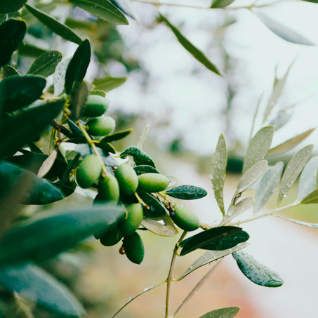 Olives
