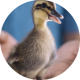 Dawn Wildlife Rescue