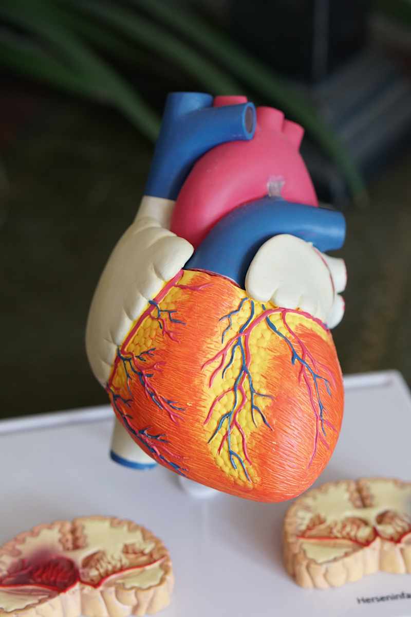 Corazón