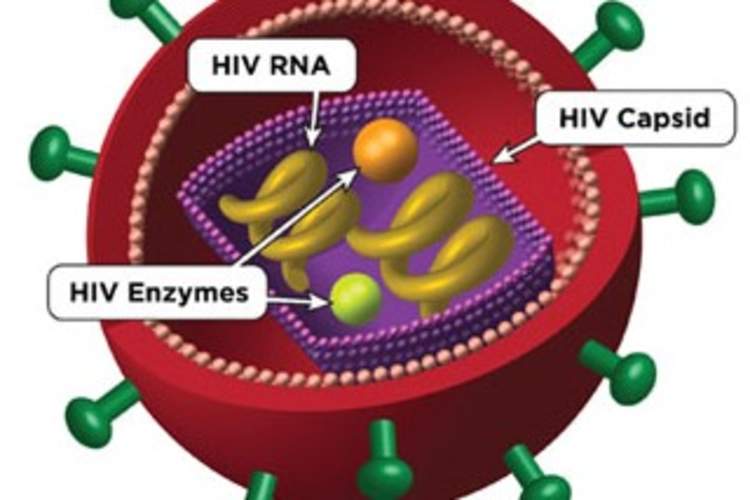 HIV diagram