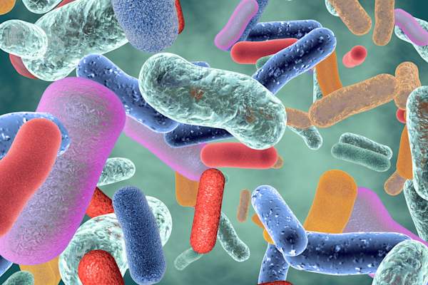 gut microbiota