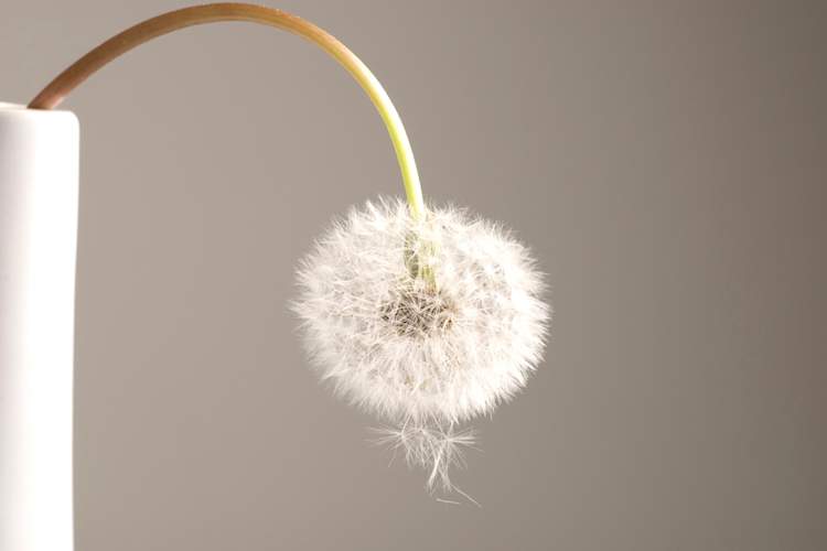 flaccid dandelion