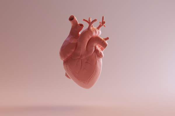 Porcelain anatomical heart