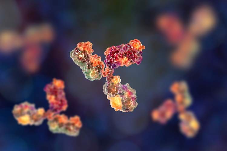 monoclonal antibodies